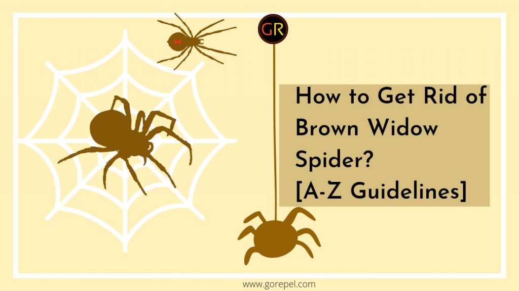 how to get rid of spider repel spider from home