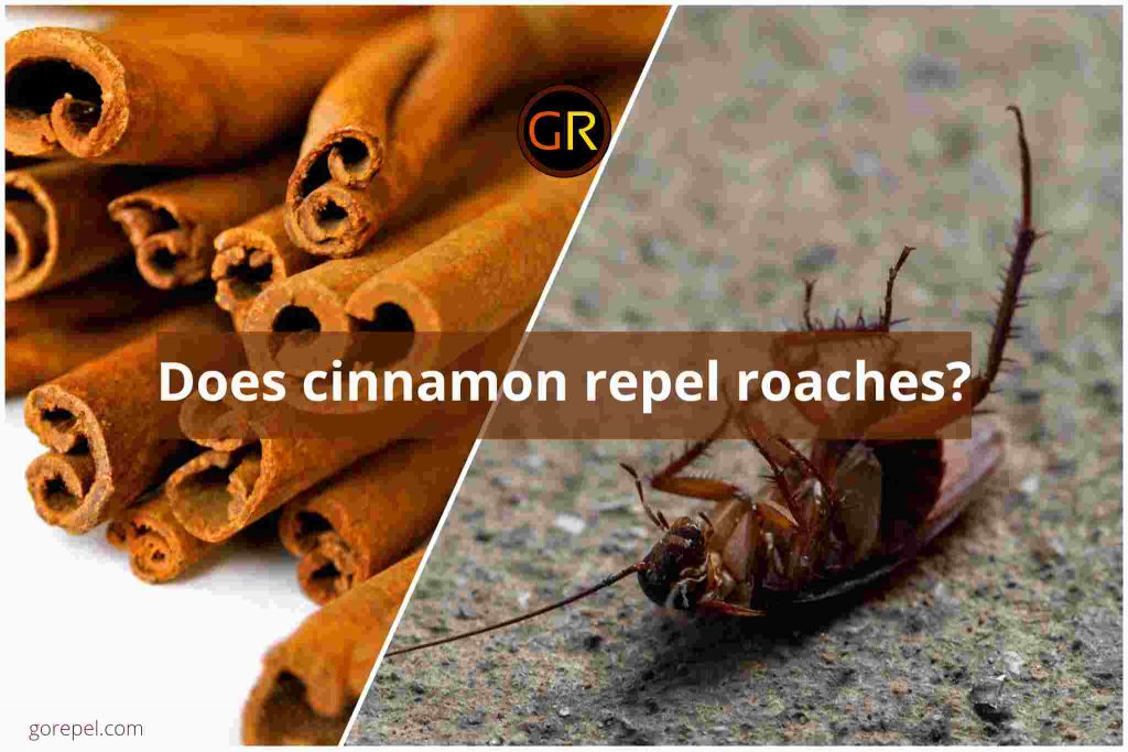 Does Cinnamon Repel Roaches Or Attract Them