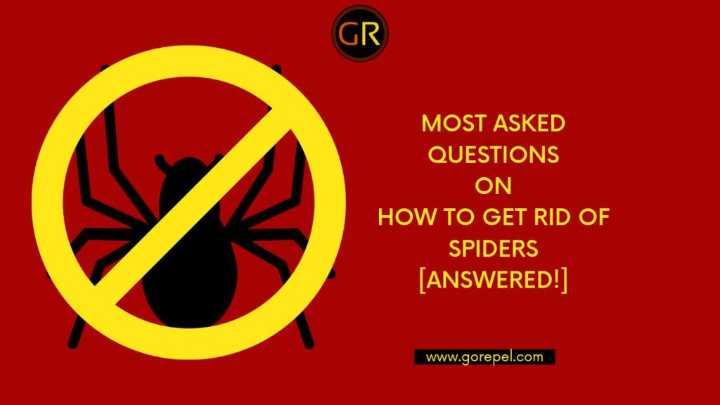 most-asked-questions-on-how-to-get-rid-of-spiders-answered