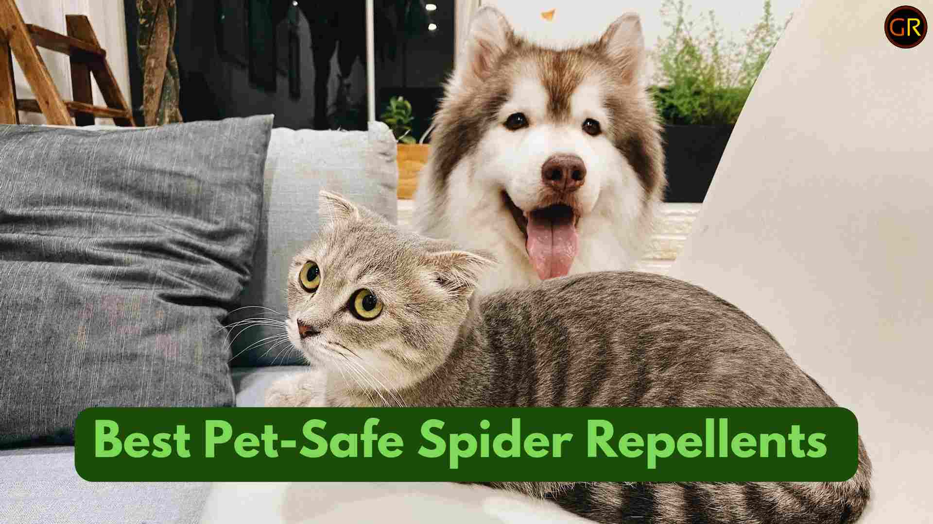 7-best-pet-safe-spider-repellent-that-actually-works