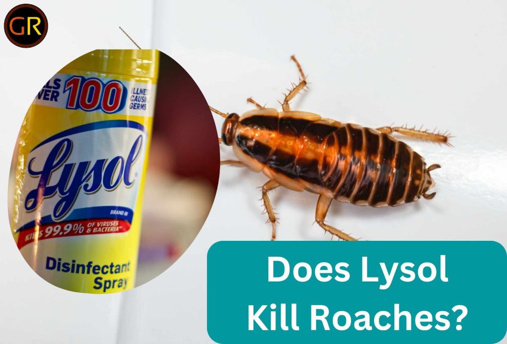 Does Lysol Kill Roaches? [How effective is it?]