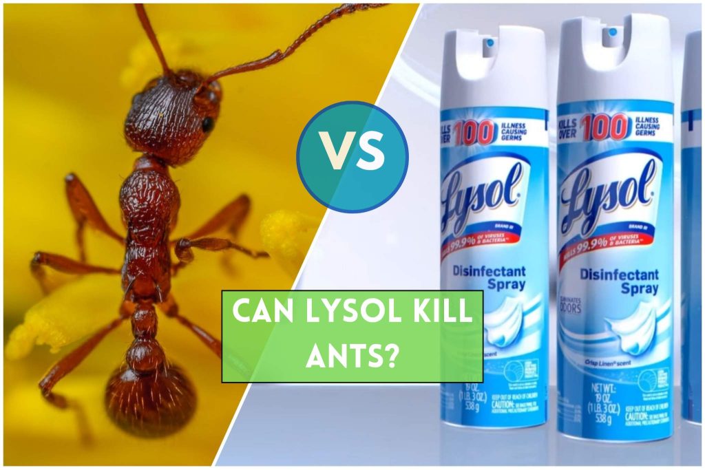 Lysol vs. Ants: Is Using Lysol an Effective Method to Kill Ants?